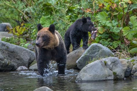 On The Hunt For Brown Bears On The Japanese Island Of Hokkaido Starts