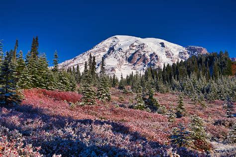 Frost Surrounding Mount Rainier Photograph By Lynn Hopwood Fine Art