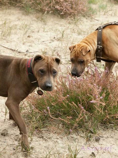 Bone Mouth Shar Pei A Real Traditional Shar Pei Has Always Two