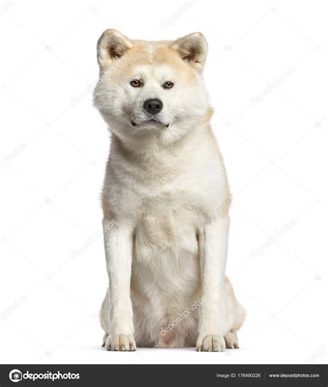 Akita Inu Dog Sitting And Looking At The Camera Isolated On W Stock