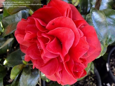 Japonica plant is used to prepare traditional antiinflammatory medicines. PlantFiles Pictures: Common Camellia, Japanese Camellia ...