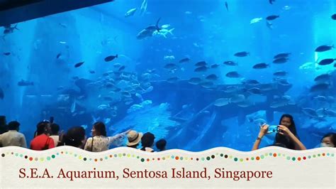 Sea Aquarium Sea Aquarium Singapore Sea Aquarium Singapore