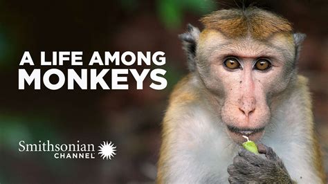 A Life Among Monkeys Watch Full Movie On Paramount Plus