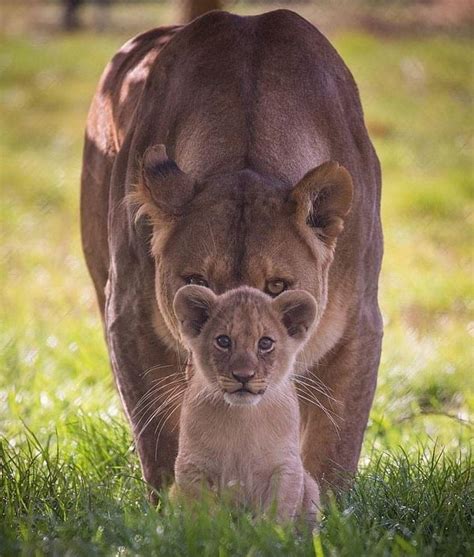 Pin By Nancy Alari On Animals Lioness And Cubs Animal Pictures Lion Cub