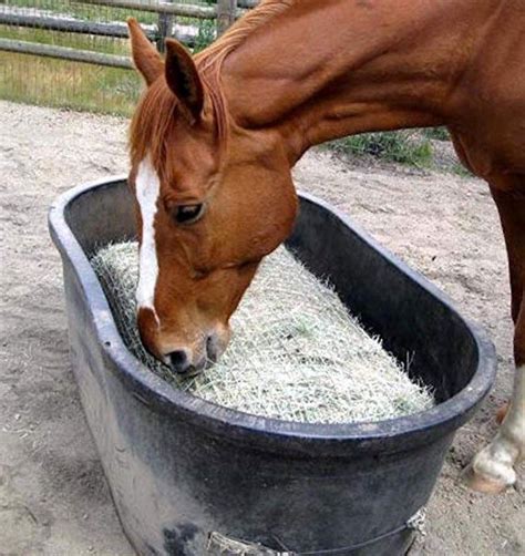 The Best Slow Feeders For Your Horse Stable Style Horse Feeder