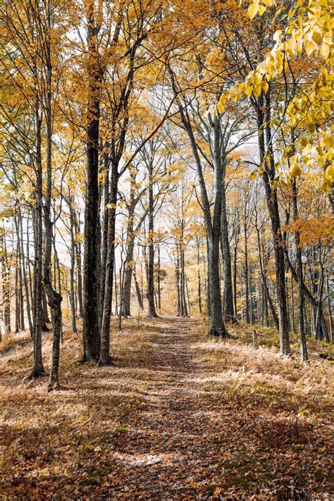 Free Stock Photo Of Bark Oak Tree Forest Park Landscape Leaf Autumn