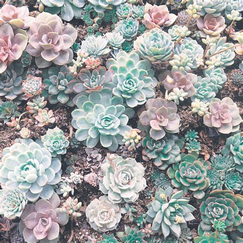 Succulent Aesthetic Wallpapers Wallpaper Cave