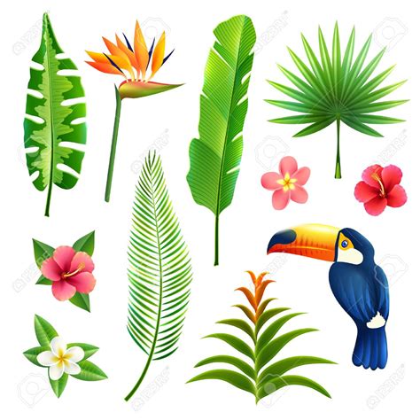 Tropical Leaves Clipart Free Download On Clipartmag