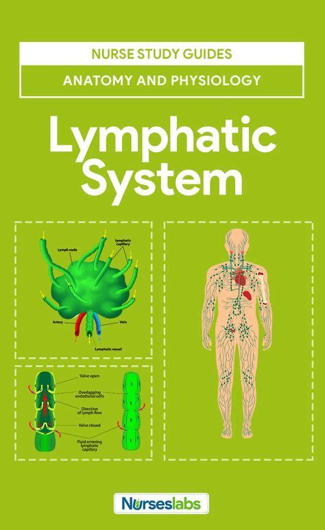 Lymphatic System Anatomy And Physiology Lymphatic System Anatomy
