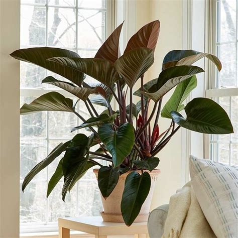 13 Best Large Foliage Houseplants Indoor Plants With Big Leaves