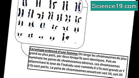 Quel Est Le Rôle Du Chromosome Y Dans La Détermination Du Sexe Chez Les