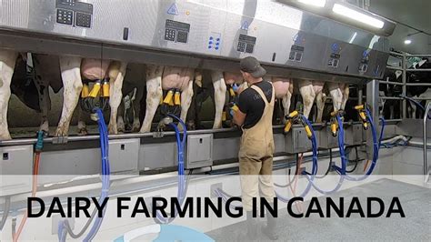 Milking Cows In Brand New Parlour Youtube
