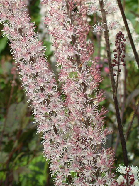 Actaea Simplex Pink Spike The Beth Chatto Gardens