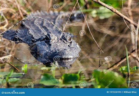 American Alligator Lurking In The Swamp Water Osteoderms Stock Image