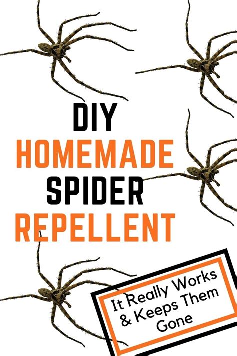 Whether You Are Scared Of Spiders Or Just Hate The Idea Of Them In Your