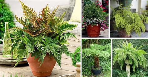 21 Best Ferns For Containers To Grow Indoors And Outdoors Easily