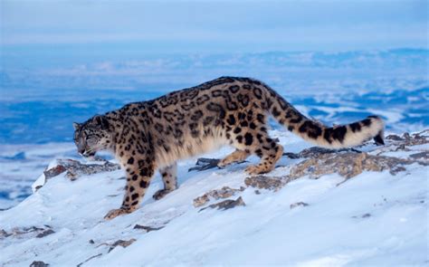 Una Oportunidad Para El Leopardo De Las Nieves