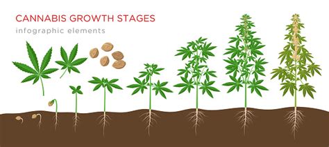 Cannabis Sativa Growth Stages From Seeds To Mature Plant With Hemp
