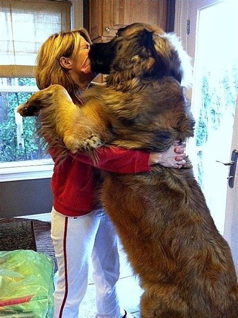 12 Owners Stand Next To Their Tall Dogs Wow Leonberger Dog Large