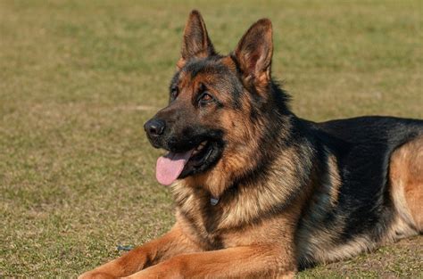 German Shepherd A Vets Absolute One Page Breed Guide