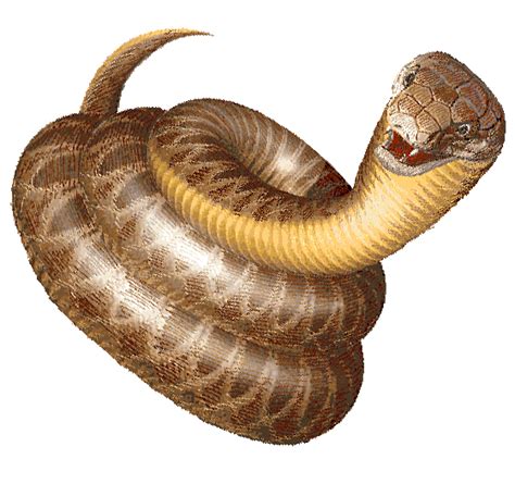Pin the clipart you like. Snake clipart