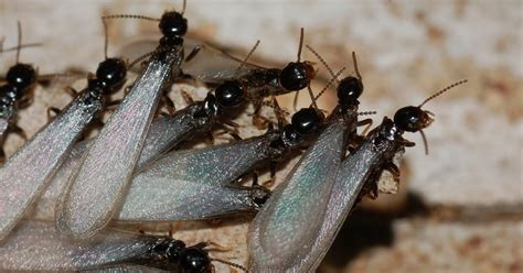 Prime Pest Solutions Swarms Of Termites
