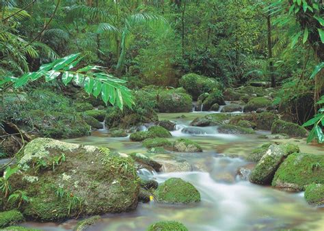 Visit Daintree Forest And Cape Tribulation Audley Travel