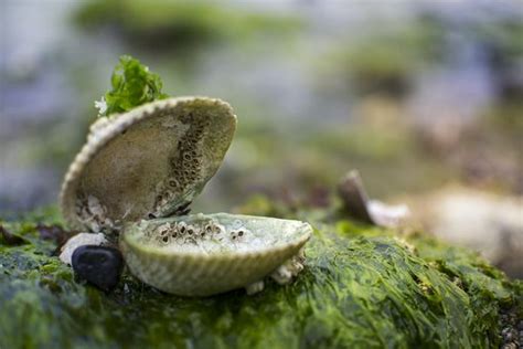 100 Free Clam Shell And Clam Images Pixabay Sea Animals Clams