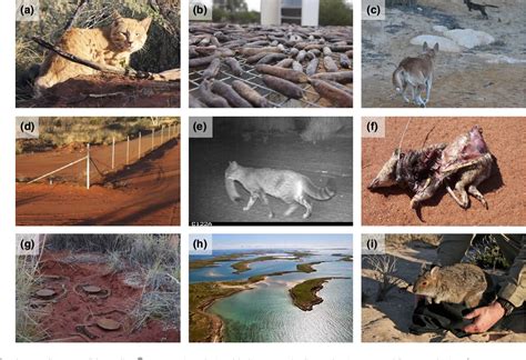 Figure 3 From Impacts And Management Of Feral Cats Felis Catus In