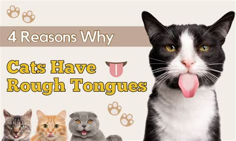 Why Do Cats Have Rough Tongues 4 Reasons