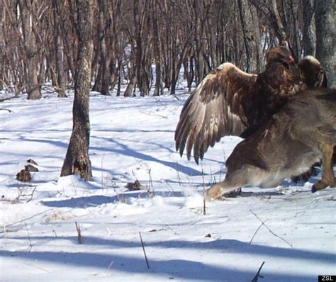 Eagle Attacking Deer In Russia Caught On Camera Huffpost