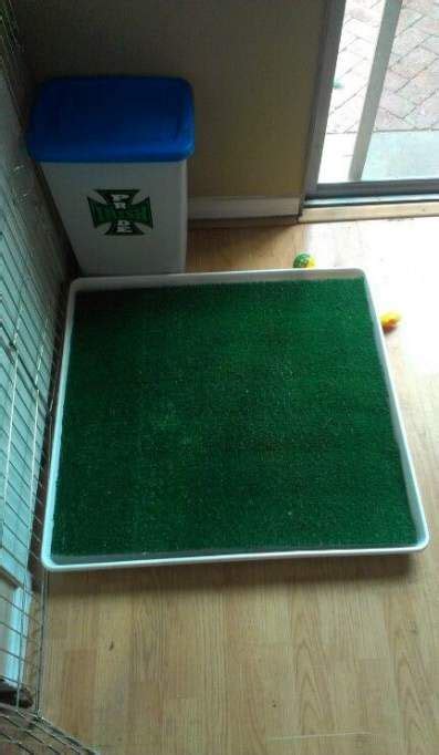 Fresh patch disposable dog potty with real grass. Diy Dog Potty Patch Apartments 28+ Ideas For 2019 #diy ...