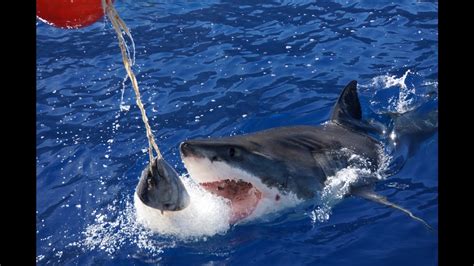 Great White Sharks Cage Diving At Guadalupe Island Mexico Youtube