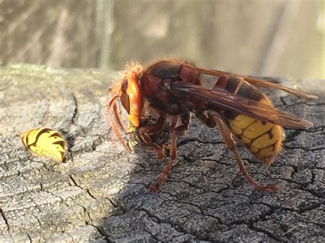 Amazing Photo Shows Rare Asian Hornet Eating A Wasp Real Fix