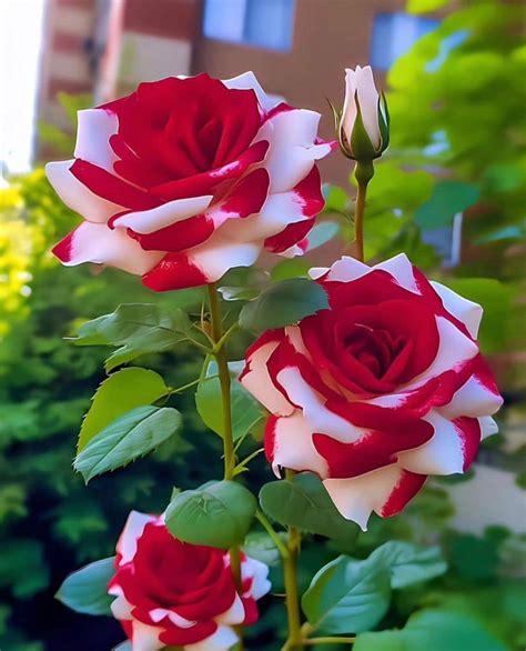 Beautiful 🌹🌺 Simply Beautiful 2