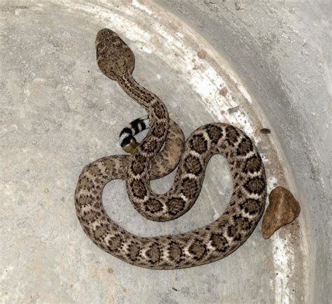 Western Diamondback Or Mojave Rattlesnake R Snakes
