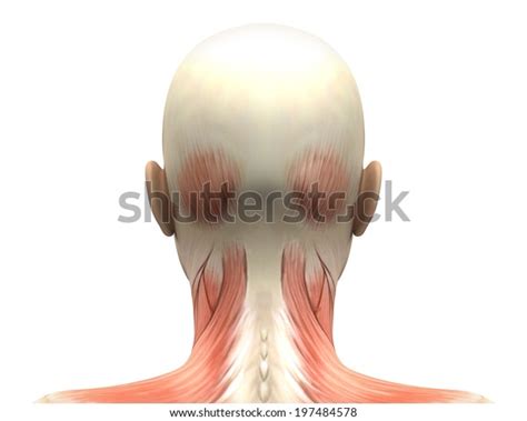 Female Head Muscles Anatomy Back View Stock Illustration 197484578