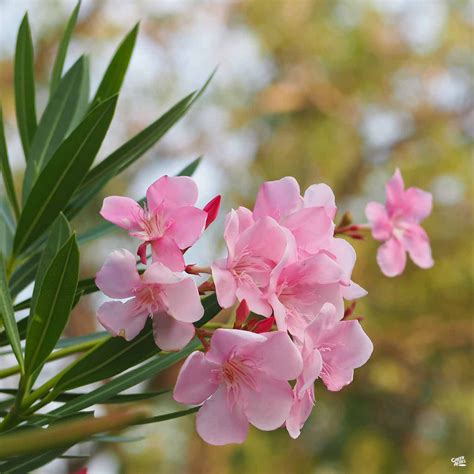 Oleander Petite Pink — Green Acres Nursery And Supply
