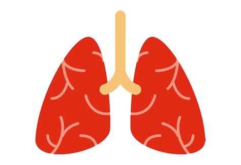 Lungs Png Transparent Image Free Png Pack Download