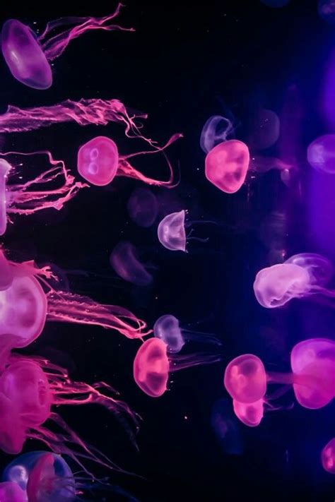 Pin By Kaporova On Summer Jellyfish Photography Jellyfish Deep Sea
