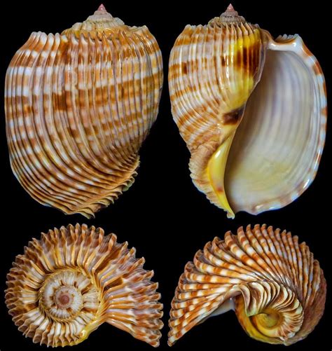 Nautilus Types Of Shells Shell Game Molluscs Ocean Treasures Shell