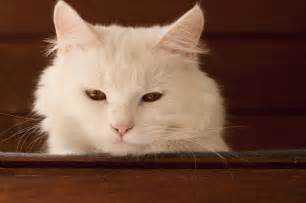 Free Picture Cat Pet Portrait Animal Cute Kitty White Kitten