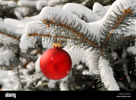 Red Christmas Ornament On Snowy Tree Branch Stock Photo Alamy