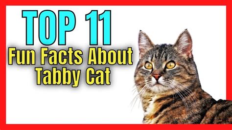 🐱 11 Fun Facts About Tabby Cat That You Will Love Youtube