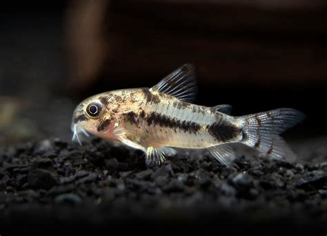 Salt And Pepper Cory Catfish Corydoras Habrosus Aquatic Arts On