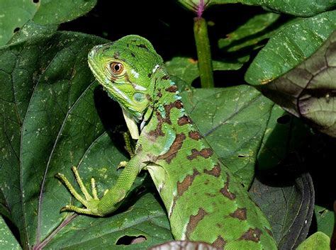 Lizard Reptile Green · Free Photo On Pixabay