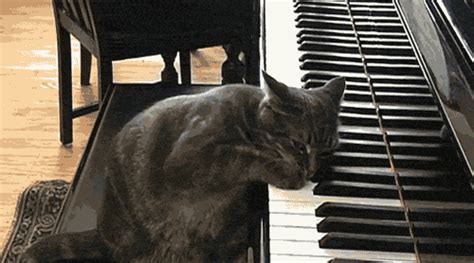 Cat Playing The Piano Pictures Photos And Images For