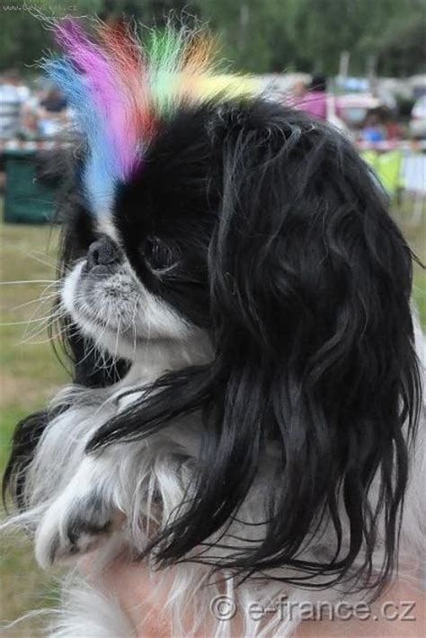 As most people are aware, these chemicals aren't necessarily good for human pet safe dye is a great idea, but if you are unsure, you should always consult your veterinarian or dog groomer first. 17 Best images about Shih Tzu's on Pinterest | Funny cat ...