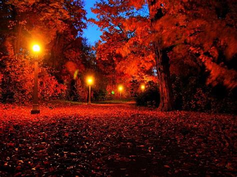 Autumn Walk In Park Fall Red Colorful Autumn Bonito Foliage