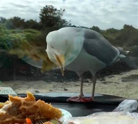 Victim Gets Revenge On Hungry Seagull After Decades Of Food Theft Daily Star
